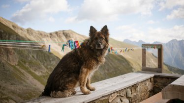 Tirol er til ferie hund | i Østrig